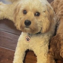 Cavapoos from Puppylove for Doodles