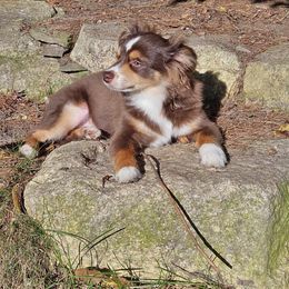 Miniature Australian Shepherd and Toy Australian Shepherd Puppies from Loyal Litters Toy Australian Shepherds