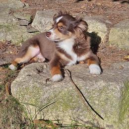 Miniature Australian Shepherd and Toy Australian Shepherd Puppies from Loyal Litters Toy Australian Shepherds