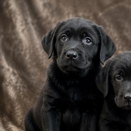 Girl 1 - Black female Labrador Retriever puppy in Nevada from Battleborn Labradors