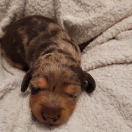 Woody - Dapple male Dachshund puppy in El Cajon, California from Lisa Buxton