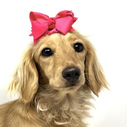 Reign - Dachshund