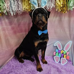 Fujin - Rottweiler