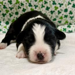 Electra - Black tri-color female Australian Shepherd puppy in Red Springs, North Carolina from Julia Rose Ranch