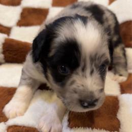 Bunker - Blue merle male Toy Australian Shepherd puppy in Nemo, Texas from Fairway Furries
