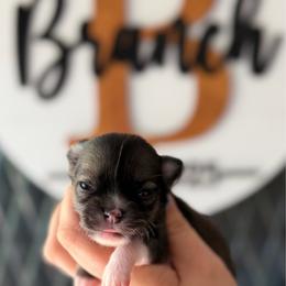 Sweet Pea - Black sabled fawn female Chihuahua puppy in Harrison, Michigan from Cloud9 Chihuahuas