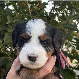 Gabriella - Tri-color female Bernedoodle puppy in Saratoga Springs, Utah from Saratoga Springs Doodles
