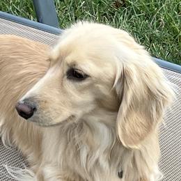 Murphy - Dachshund