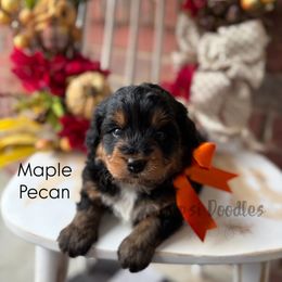Maple Pecan - Tri-color male Bernedoodle puppy in Herriman, Utah from Gypsi Doodles & Poodles LLC.