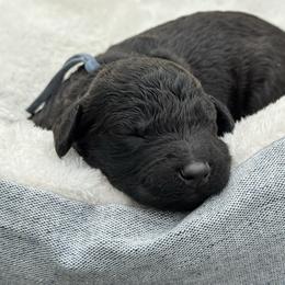 Sprout - Black male Goldendoodle puppy in Charlotte, North Carolina from Hopeful Heart Doodles