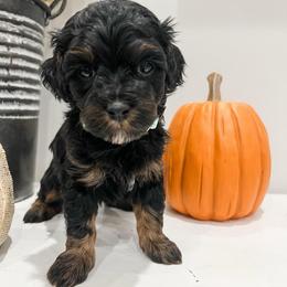 Cedar - Black and tan male Cavapoo puppy in Flagstaff, Arizona from Gunstock Doodles