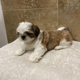 Chase - Red and white male Shih Tzu puppy in Eastvale, California from Gigi’s Shih tzu