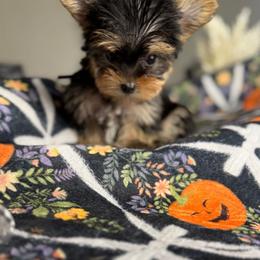 Monty - Black and tan male Yorkshire Terrier puppy in Palmdale, California from Pucci Pawfect
