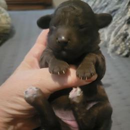 Hazel - Brown female Poodle puppy in Arkansas from Harper's Pups