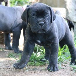 Cane Corso Puppies from PhogHaven Cane Corso