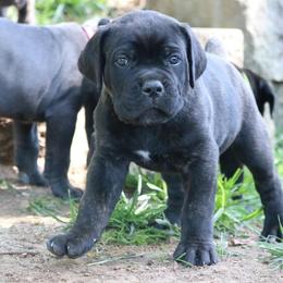 Cane Corso Puppies from PhogHaven Cane Corso