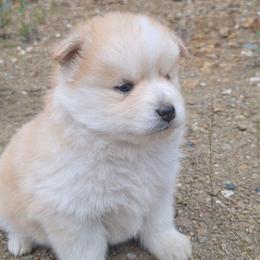 Toasted Marshmallow - Red and white female Pomsky puppy in Fairbanks, Alaska from Arctic Kennels (Pomskies, Akitas & Shibas)
