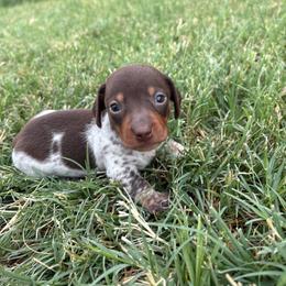 Teddy - Piebald male Dachshund puppy in Hawley, Texas from Little e Dachshunds