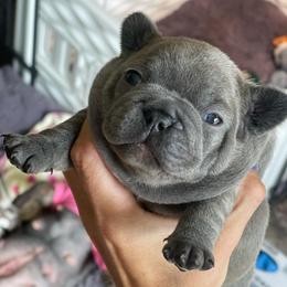 Jersey lilac brindle from OFA certified parents - Brindle and white female French Bulldog puppy in Billings, Montana from Montana Made Frenchies