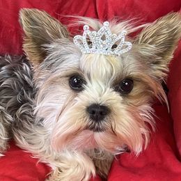 Bri - Yorkshire Terrier