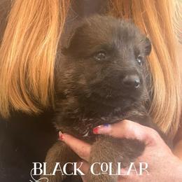 Black collar - Sable male German Shepherd puppy in Canterbury, Connecticut from Nachtwaechter German Shepherds, LLC