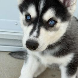 Luna - Black and white female Siberian Husky puppy in Alamosa, Colorado from Windy Mountains Ranch Siberian Huskies