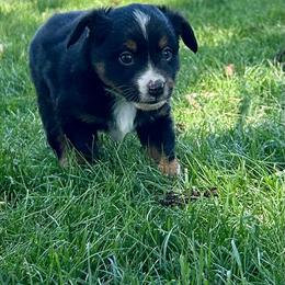 Boy 1 - Black tri male Toy Australian Shepherd puppy in Milton Freewater, Oregon from Sparkling Cross Toy & Mini Aussies
