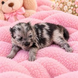 Lucky - Blue merle female Pomeranian puppy in Edinburg, Texas from Divine Valley Poms