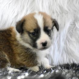 Ralphie - Sable male Pembroke Welsh Corgi puppy in Gober, Texas from Trigger Time Kennels