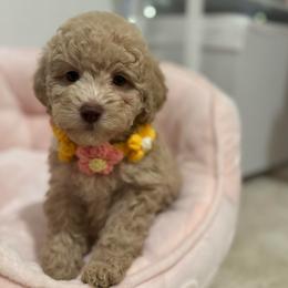 Sage - Cream female Poodle puppy in Haines City, Florida from Noelle Poodles