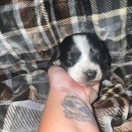 Jackie - Black female Dachshund puppy in La Junta, Colorado from Royal King’s Mini Dachshunds