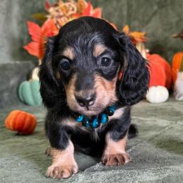 Jenson - Black and cream male Dachshund puppy in Lincoln, Arkansas from Red Dirt Dachshunds