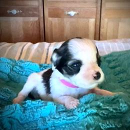 Minnie Mouse - Parti female Miniature Schnauzer puppy in Elk Grove, California from Meuser's Miniature Schnauzers