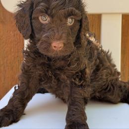 Hershey - Pink Collar - Chocolate female Goldendoodle puppy in Kingwood, Texas from Kingwood Goldendoodles