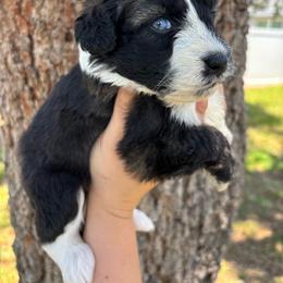 Sable Female - Sable female Aussiedoodle puppy in Spring Hill, Florida from Pawprint Dreams Boarding and Kennel
