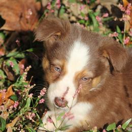 Border Collie, English Setter, and Miniature American Shepherd Puppies from First Harmony Farms