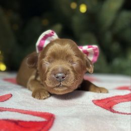 Pink - Caramel red female Australian Labradoodle puppy in Calhoun, Louisiana from Arrowhead Australian Labradoodles