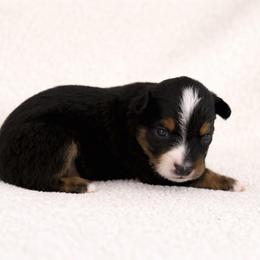 Basil - Black tri-color male Australian Shepherd puppy in Delta, Colorado from SATA Kennels