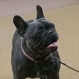 French Bulldogs from Kelly Bulldogs