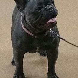 French Bulldogs from Kelly Bulldogs