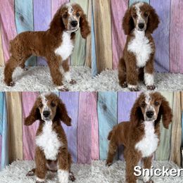Snicker - Parti female Poodle puppy in Swansboro, North Carolina from Monarch Standard Poodles