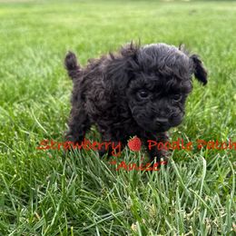 Poodle Puppies from Strawberry Poodle Patch