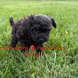 Poodle Puppies from Strawberry Poodle Patch