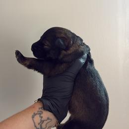 Ember - Sable female German Shepherd puppy in Knowlton Township, New Jersey from Augenblick Kennels
