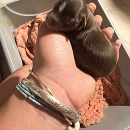 Boy 1 - Yorkshire Terrier puppy in Waianae, Hawaii from Makanalani Yorkies and Iggys