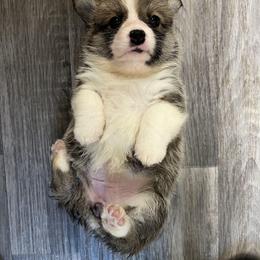 American Corgi and Pembroke Welsh Corgi Puppies from Woodwick Corgis