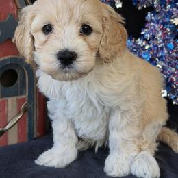 Dakota - Cream male Australian Labradoodle puppy in Washington, North Carolina from Pamlico Labradoodles