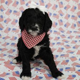 Olivia - female Golden Mountain Doodle puppy in El Reno, Oklahoma from Silver Barn Doodles