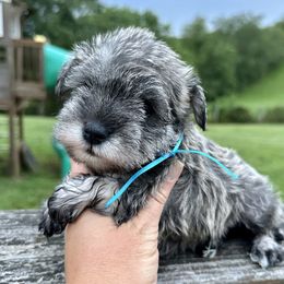 Maybes Blue Ribbon Boy - Salt and pepper male Miniature Schnauzer puppy in Floyd, Virginia from Little River Puppies