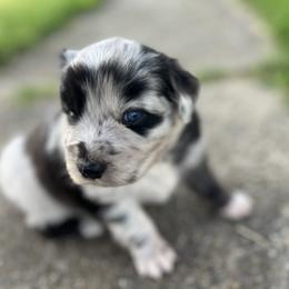 Miniature Australian Shepherd Puppies from Marrowbone Creek Aussies